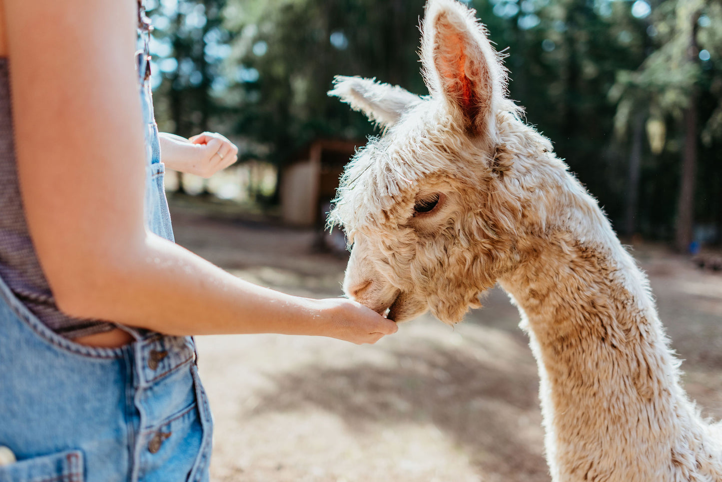 Alpaca Education: A Journey of Learning and Interaction
