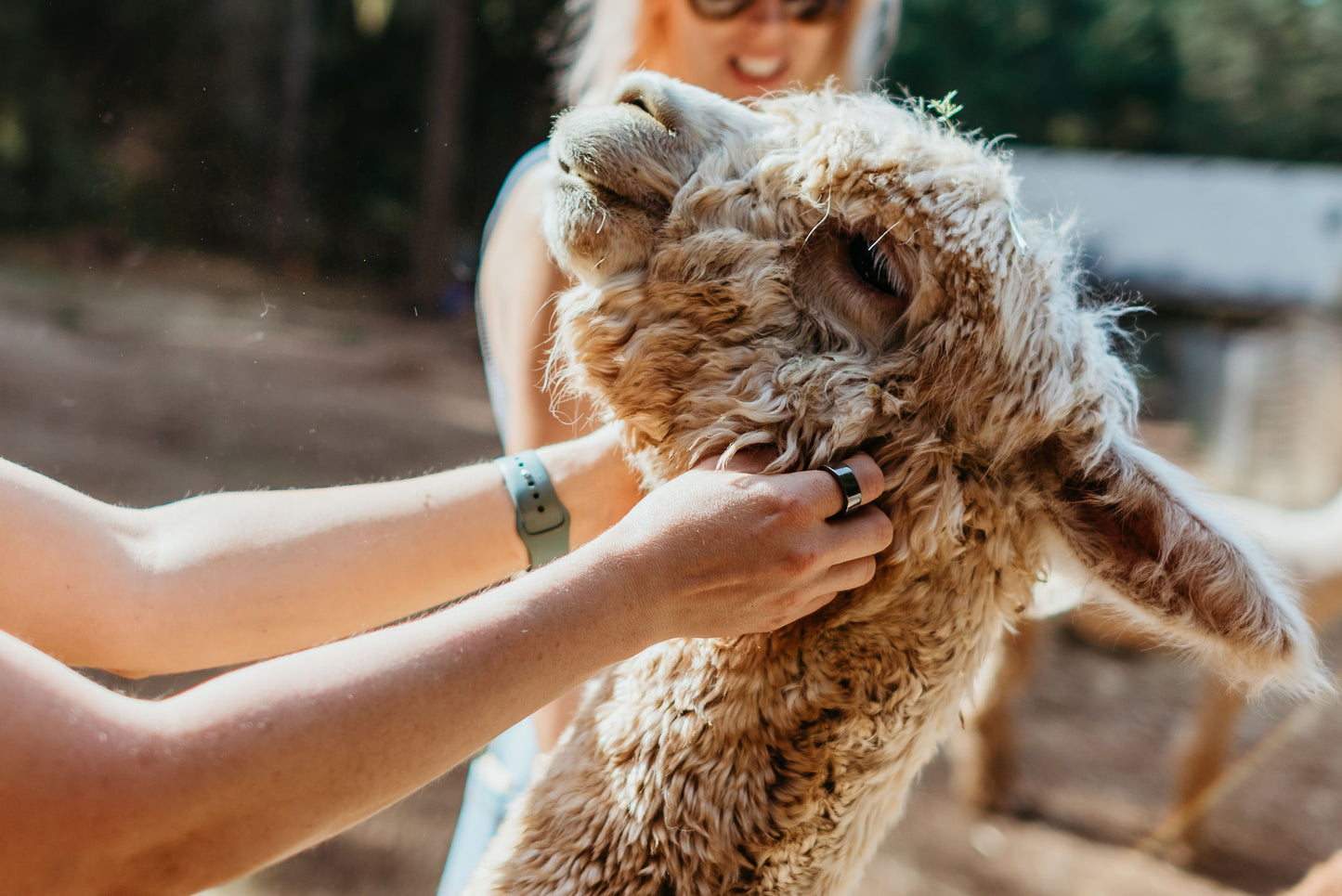 Alpaca Education: A Journey of Learning and Interaction