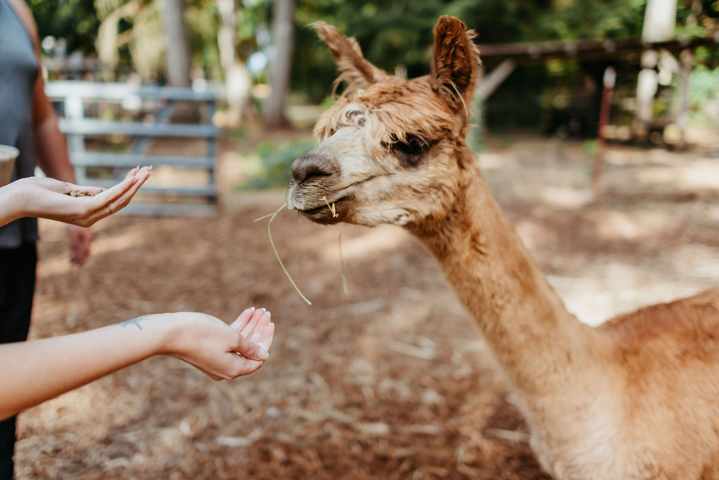 Alpaca Education: A Journey of Learning and Interaction