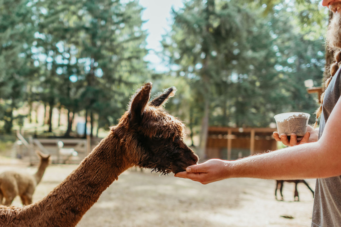 Alpaca Education: A Journey of Learning and Interaction